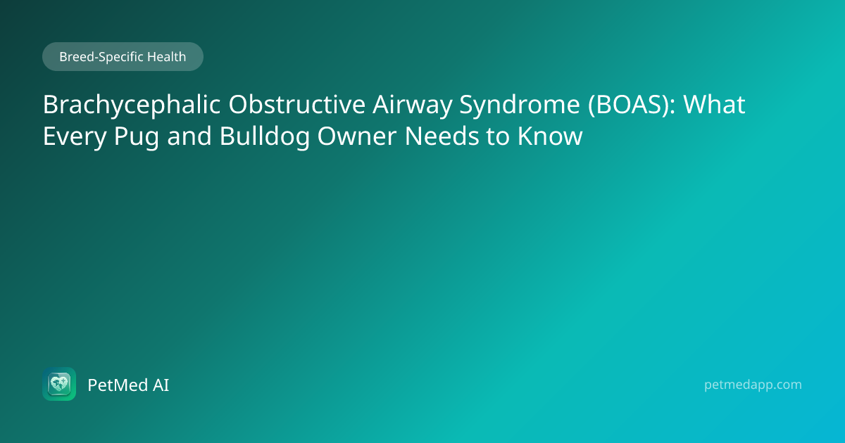 Brachycephalic Obstructive Airway Syndrome (BOAS): What Every Pug and ...