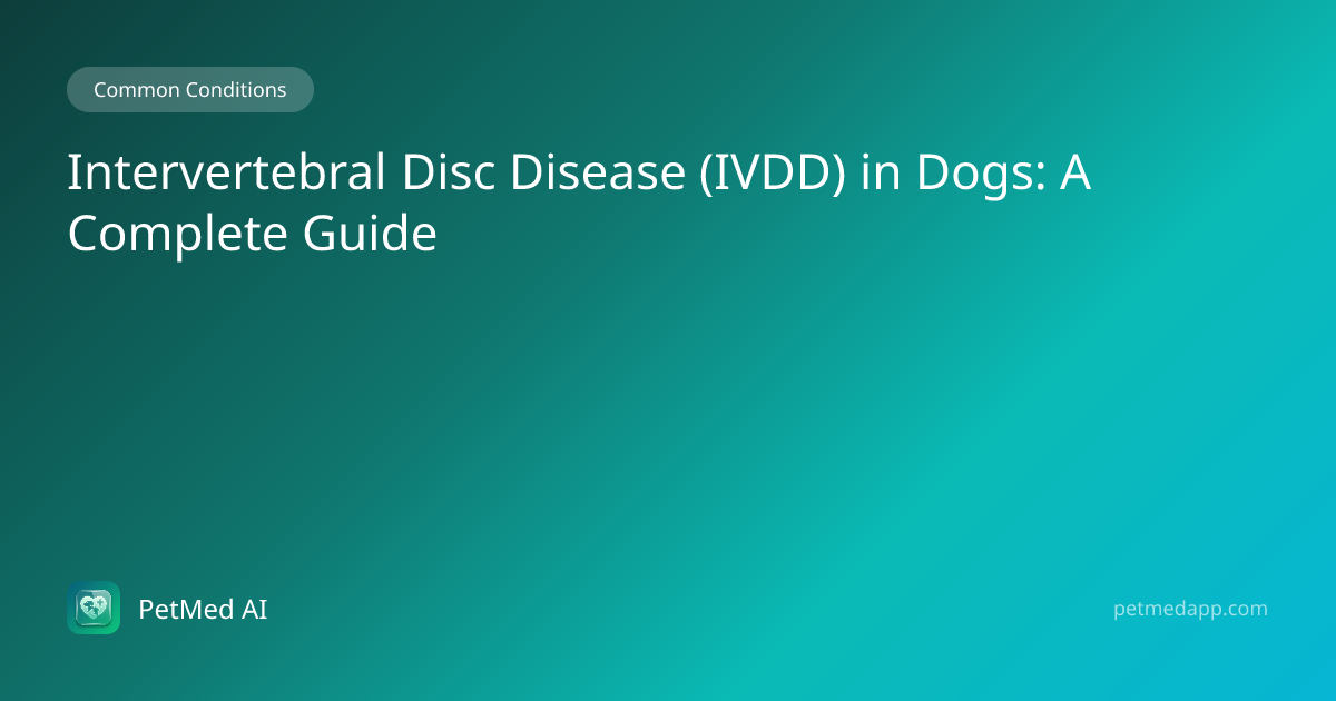 Intervertebral Disc Disease (IVDD) in Dogs: A Complete Guide — PetMed ...